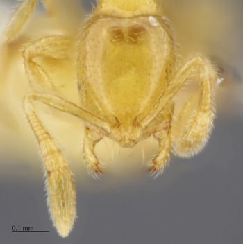 Media type: image;   Entomology 520507
